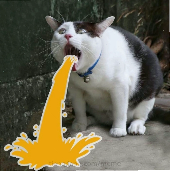 Avatar meme mèo cute với đôi mắt long lanh