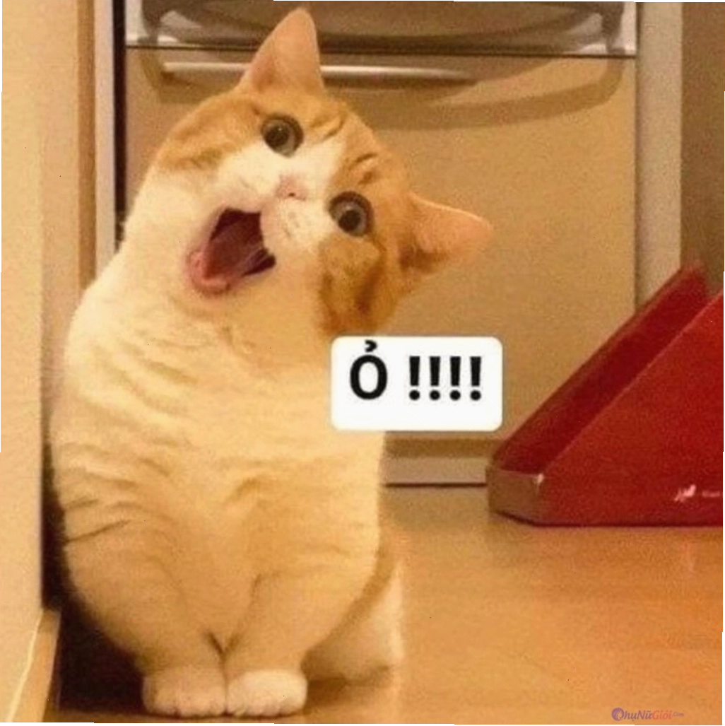 Avatar meme mèo với biểu cảm đang phán xét