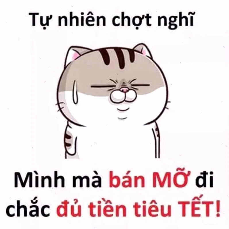 Avt mèo tết meme vui nhộn