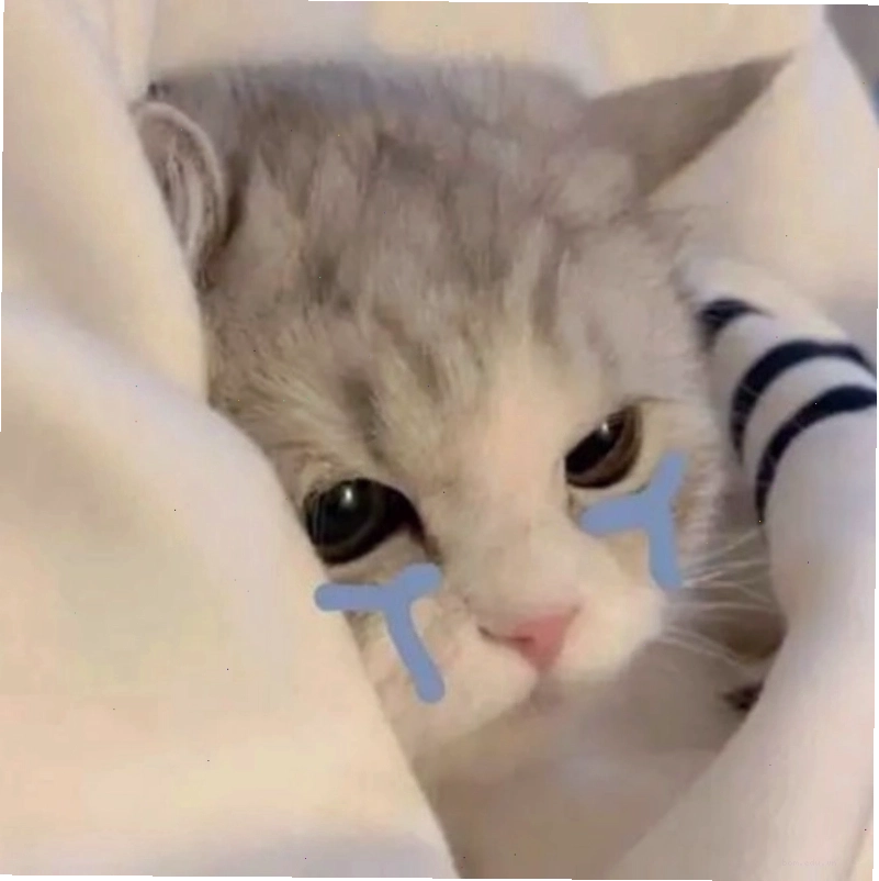 Bật mood vui vẻ với những meme cry cat đang viral