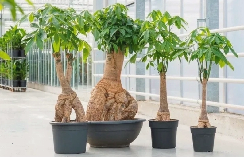 Bí quyết chọn cây cảnh hợp mệnh Kim để hút tài lộc