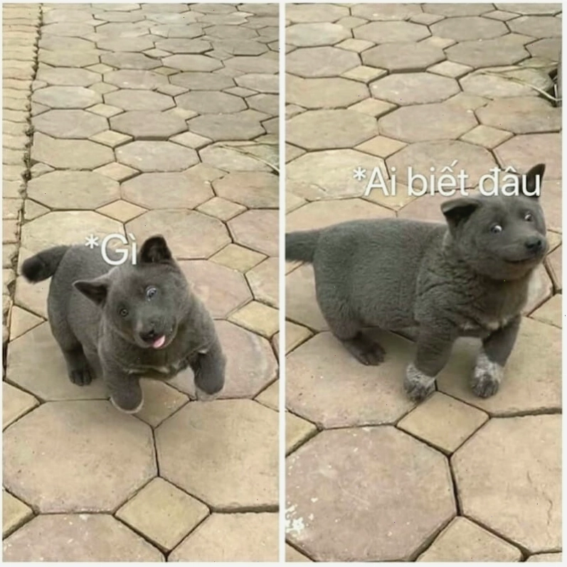 Biến thể meme Ai Biết Gì Đâu với hình ảnh trẻ em