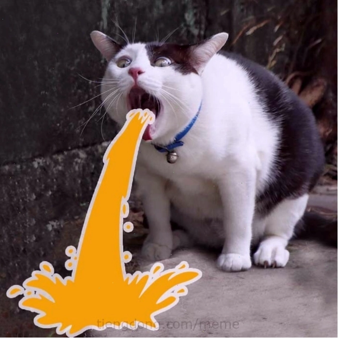 Biểu cảm mèo meme ngộ nghĩnh
