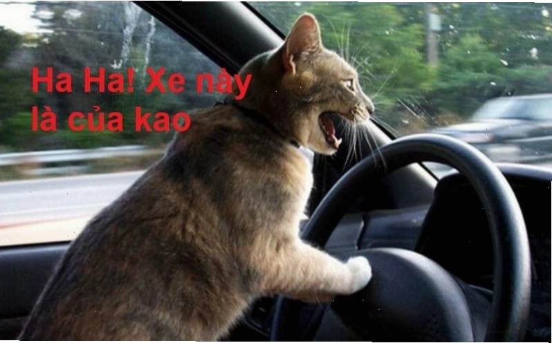 Biểu cảm nụ cười trong meme