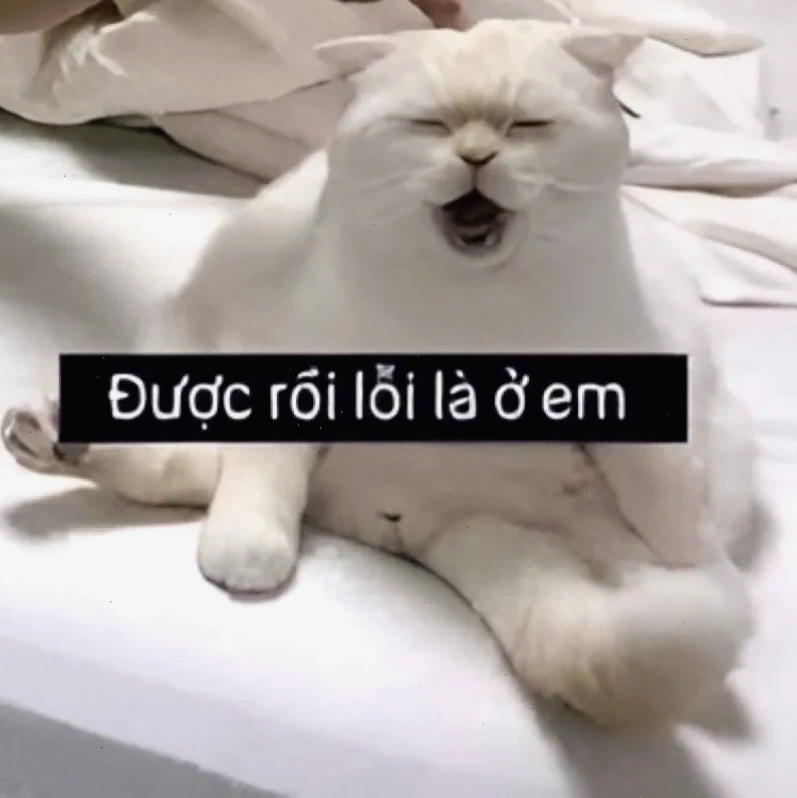 Bộ sưu tập ảnh meme xin lỗi độc lạ