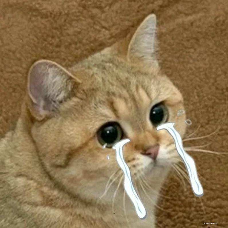Bộ sưu tập cat crying meme với những tình huống khó đỡ