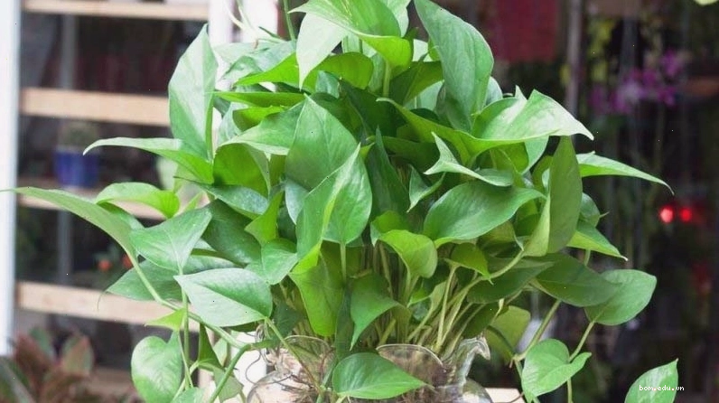 Cận cảnh lá cây trầu bà đế vương với màu sắc rực rỡ