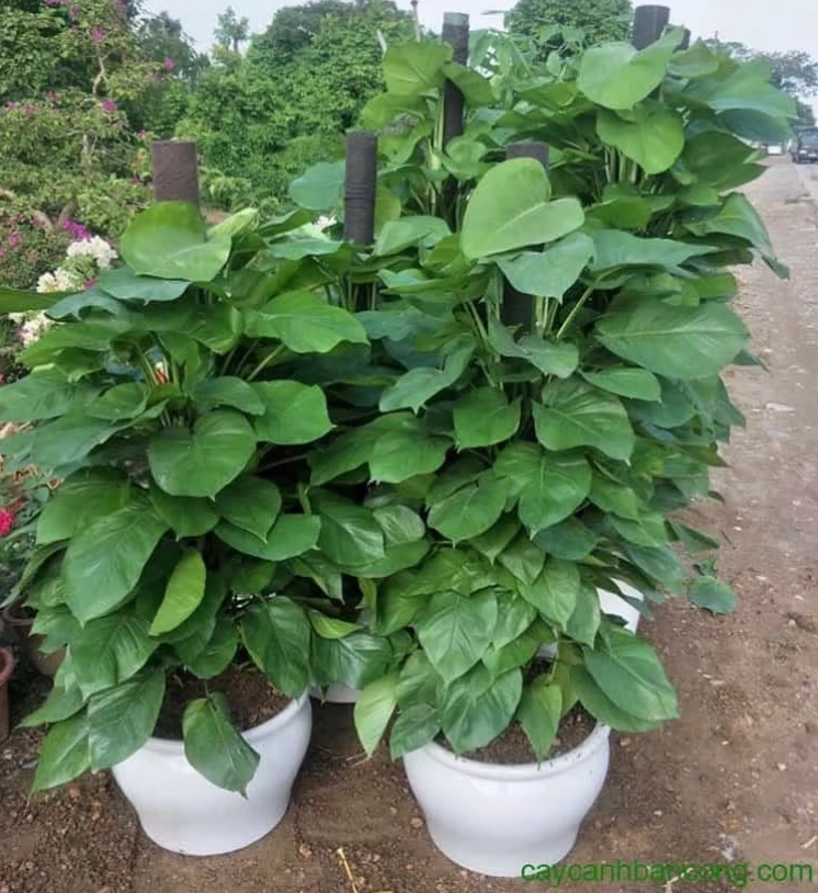 Cận cảnh lá cây trầu bà xanh mướt và bóng bẩy