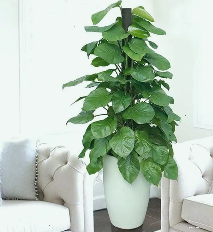 Cành cây trầu bà đang được giâm trong nước để ra rễ