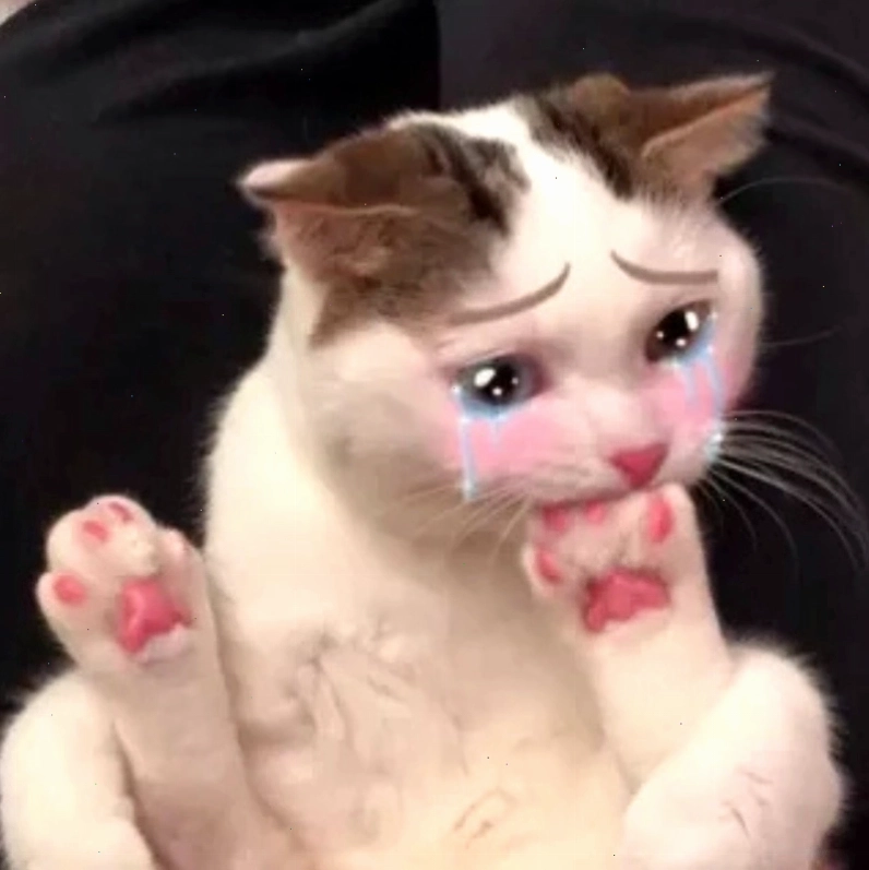 Cat cry when holding phone meme: Chú mèo khóc vì mải chơi điện thoại