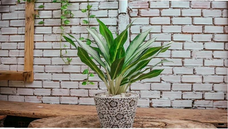 Cây bạch mã hoàng tử với lá trắng
