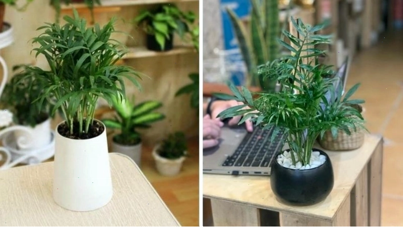 Cây cau tiểu trâm với thân nhỏ và lá xanh