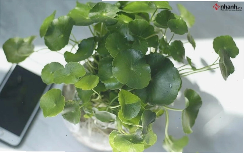 Cây Cỏ đồng tiền và Cây Kim Tiền cho người tuổi Tỵ
