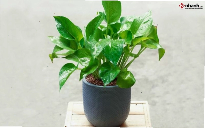 Cây Đa búp đỏ phong thủy phù hợp cho người tuổi Ngọ