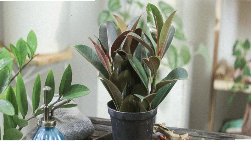 Cây Đa Búp Đỏ với lá đỏ nâu mang ý nghĩa sức sống và tài lộc