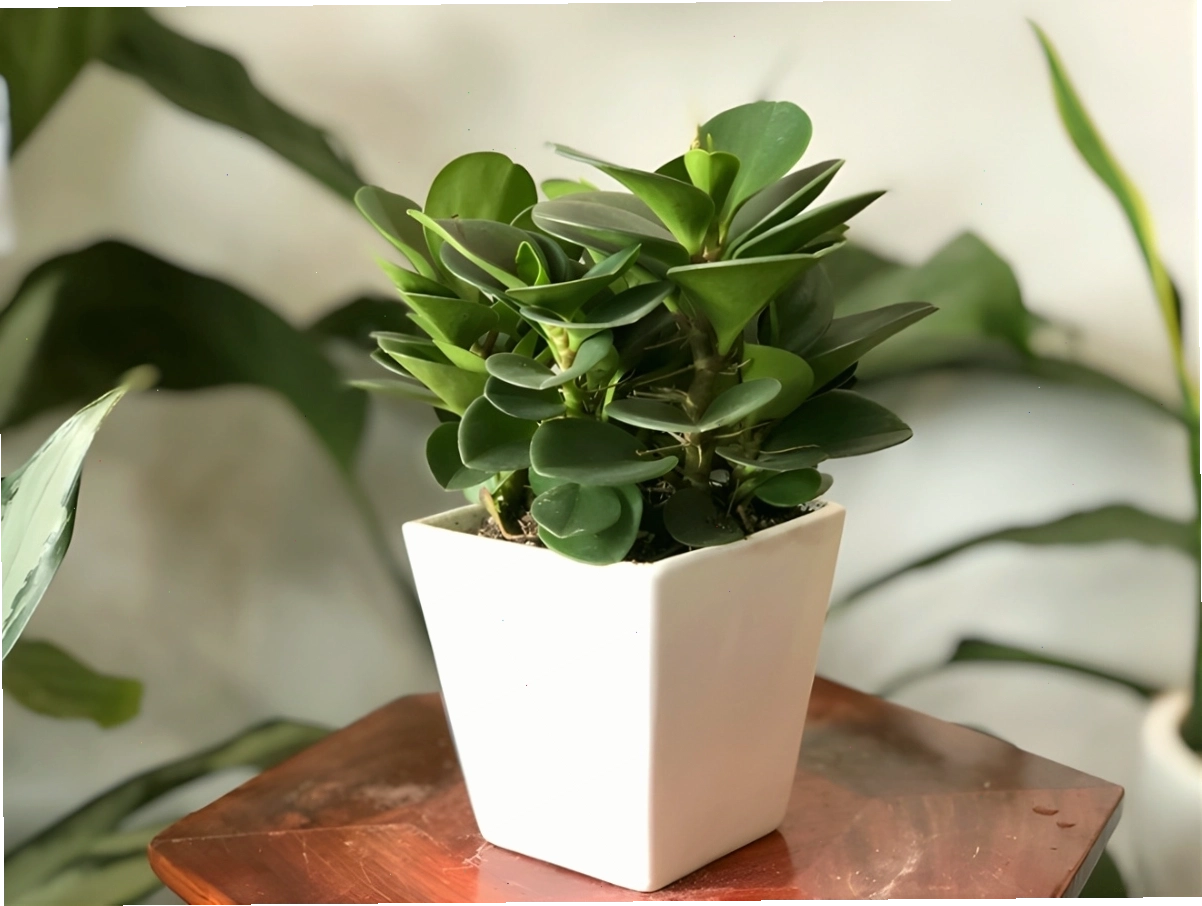Cây để bàn có màu sắc tươi sáng giúp kích hoạt năng lượng tích cực