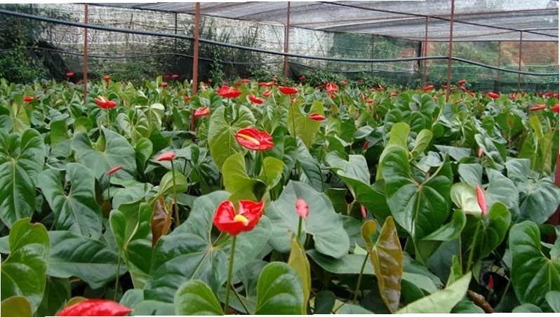 Cây Hồng Môn với hoa đỏ rực rỡ mang ý nghĩa may mắn và tình yêu