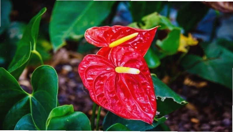Cây hồng môn với lá xanh và hoa đỏ rực rỡ