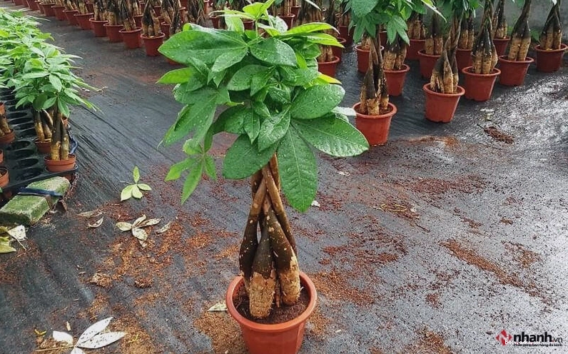 Cây kim ngân và cây trầu bà phong thủy cho người tuổi Sửu