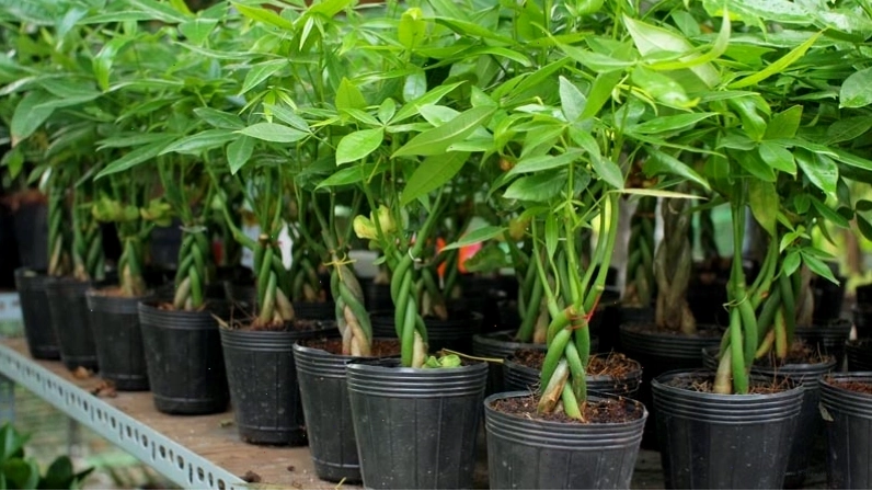 Cây kim ngân với lá xanh và thân cây tết