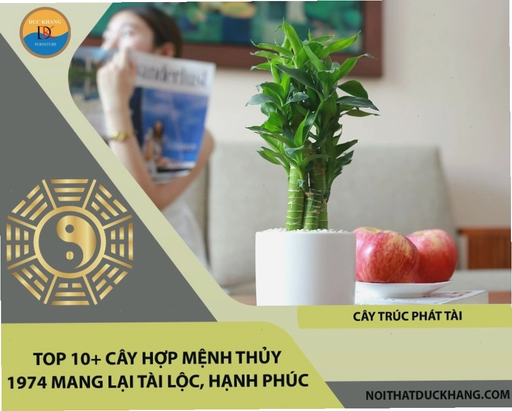 Cây Kim Tiền hợp phong thủy cho người tuổi Giáp Dần 1974