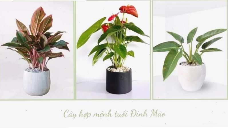 Cây Kim Tiền hợp với người tuổi Đinh Mão 1987