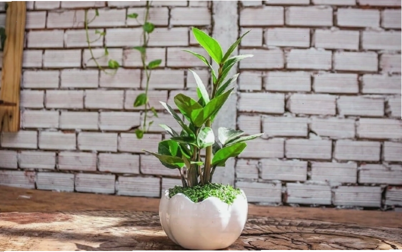 Cây kim tiền với lá xanh bóng