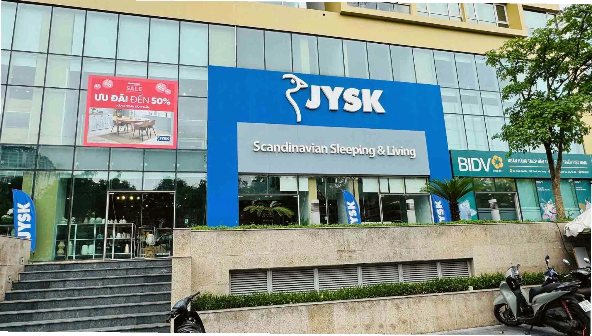 Cây Kim Tiền xanh tốt với nhiều lá tượng trưng cho tài lộc
