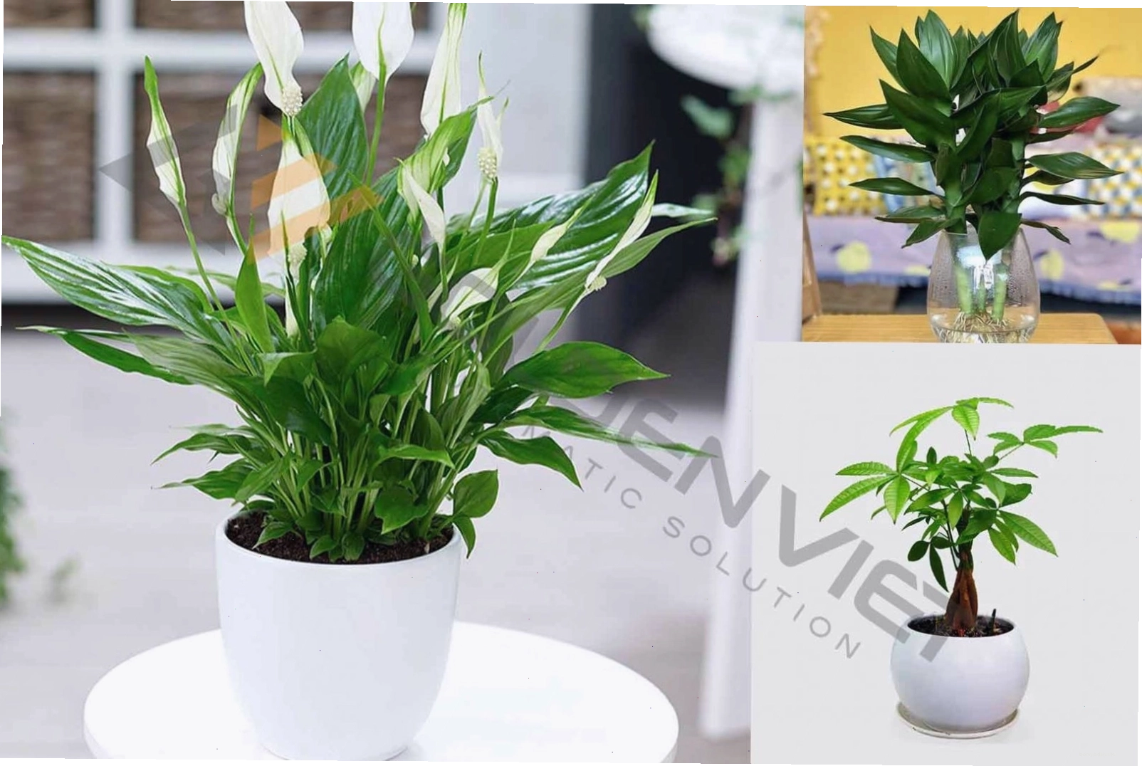 Cây lan ý, phát lộc, kim ngân tăng cường tài lộc
