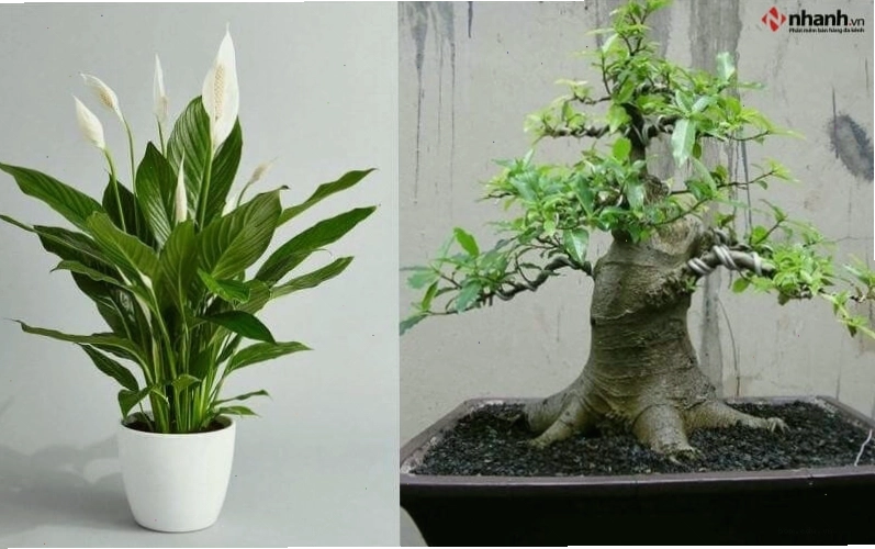 Cây lan ý và cây phát tài phù hợp cho người tuổi Tý
