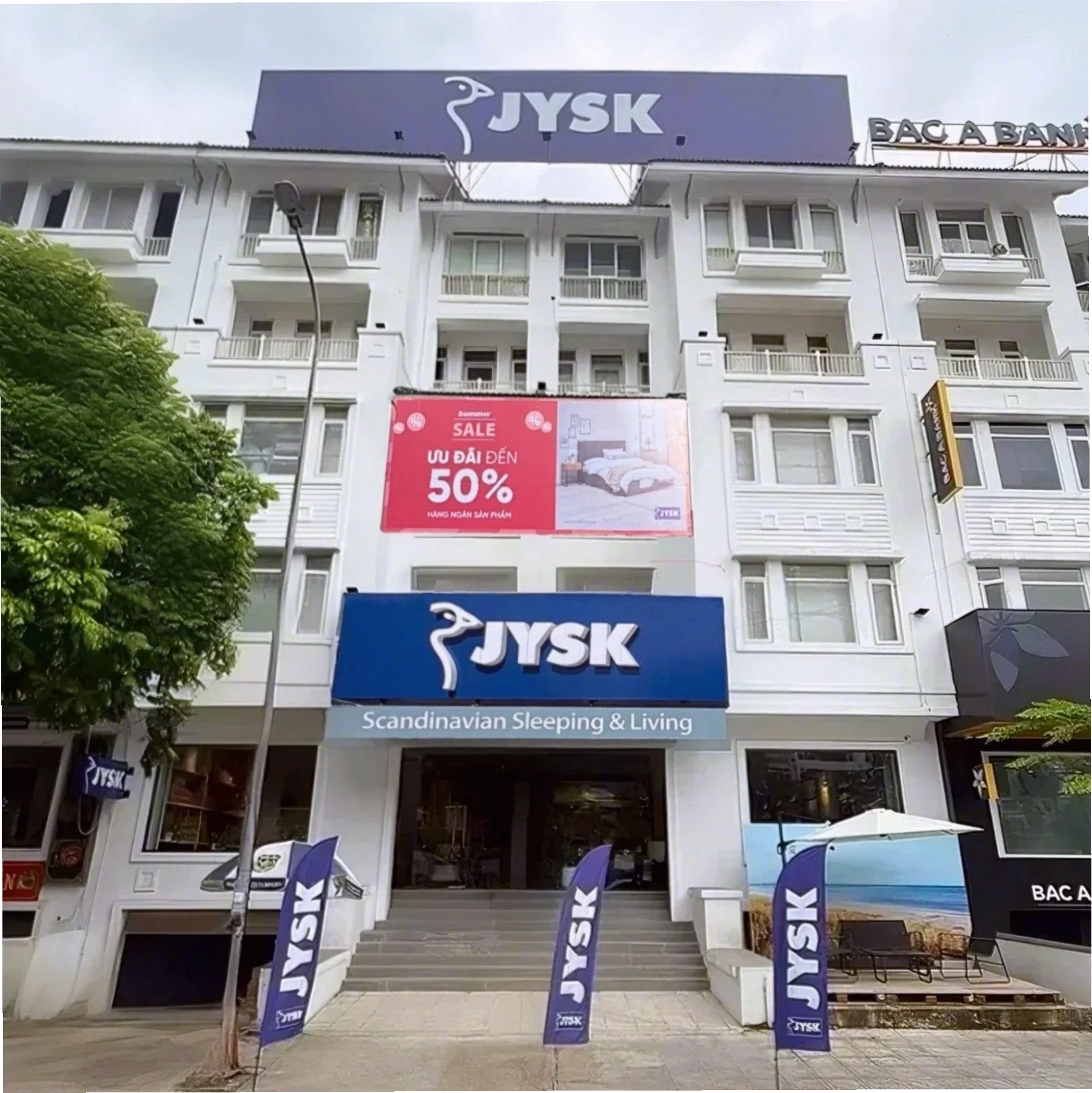 Cây Ngọc Ngân với lá xanh đốm trắng bạc tinh tế