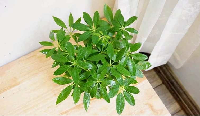 Cây ngũ gia bì đặt trên bàn làm việc giúp mang đến không gian thư thái và tỉnh táo