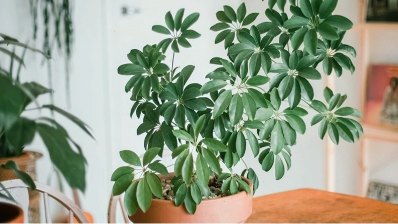 Cây ngũ gia bì giúp thu hút tài lộc và vượng khí cho gia chủ