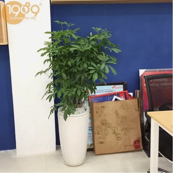Cây ngũ gia bì nhỏ gọn phù hợp đặt trên bàn làm việc