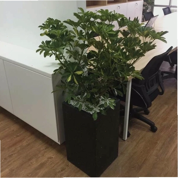 Cây ngũ gia bì trong chậu decor cao cấp