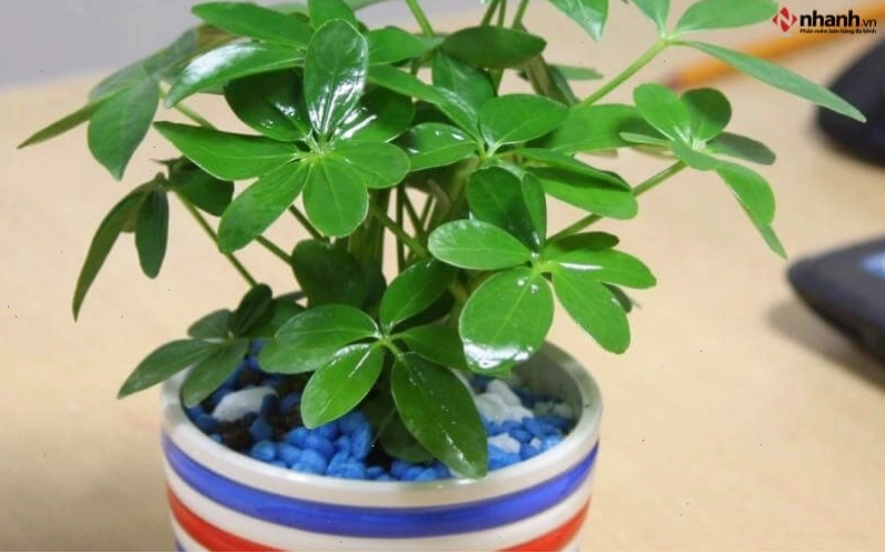 Cây Ngũ gia bì và Cây Ngọc Bích cho người tuổi Dần