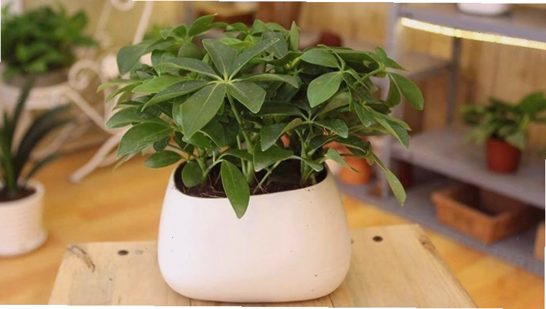 Cây Ngũ Gia Bì với ý nghĩa mang lại nhiều tài lộc và sự phát triển