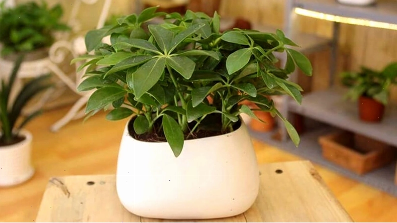 Cây ngũ gia bì xanh với lá xòe rộng