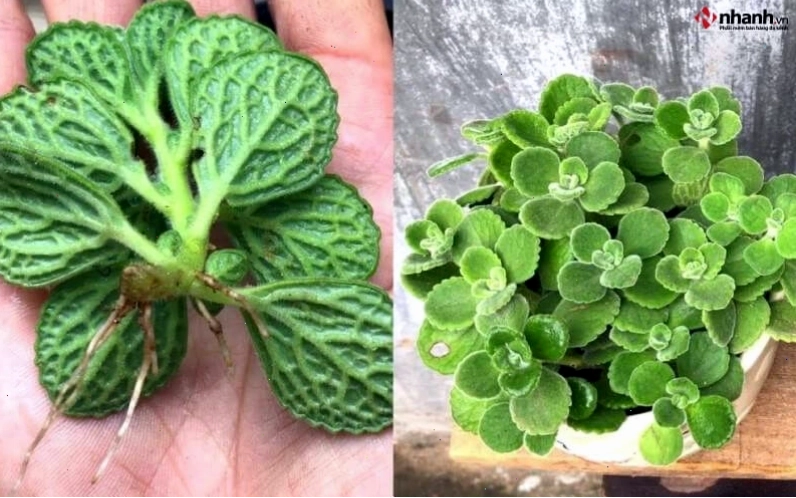 Cây Nhất Mạt Hương và Cây Vạn Lộc cho người tuổi Hợi