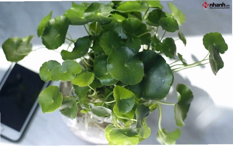 Cây phong thủy cỏ đồng tiền phù hợp người tuổi Tỵ