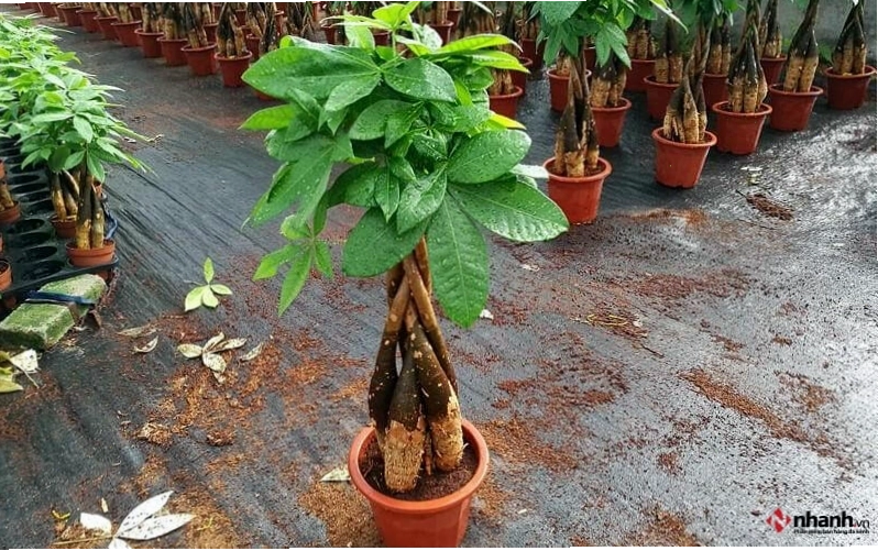 Cây phong thủy Kim Ngân phù hợp người tuổi Tý