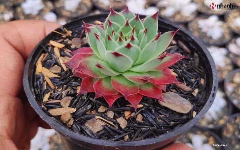 Cây phong thủy Phú quý và Phát tài cho người tuổi Mão