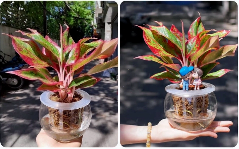 Cây phú quý với lá có đốm hồng