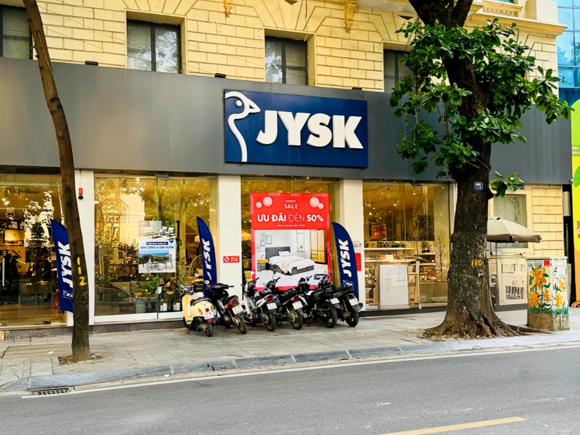 Cây Phú Quý với lá có gân màu đỏ hồng