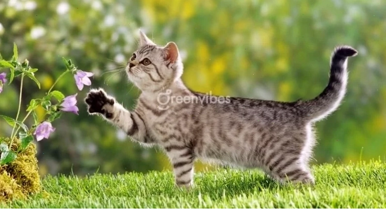 Cây Phú Quý với sắc lá và hoa đỏ hợp tuổi Đinh Mão
