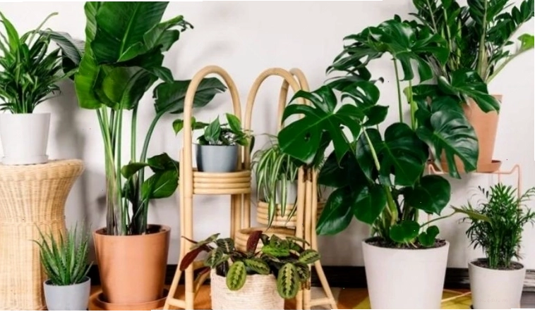 Cây tài lộc trang trí nhà cửa mang ý nghĩa thịnh vượng, phát đạt