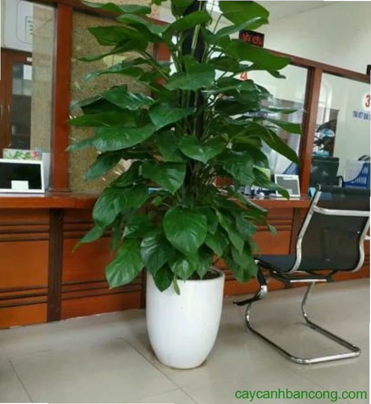 Cây trầu bà đặt ở hành lang, tạo không gian xanh mát