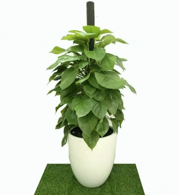 Cây trầu bà đặt trên bàn làm việc, mang lại năng lượng tích cực