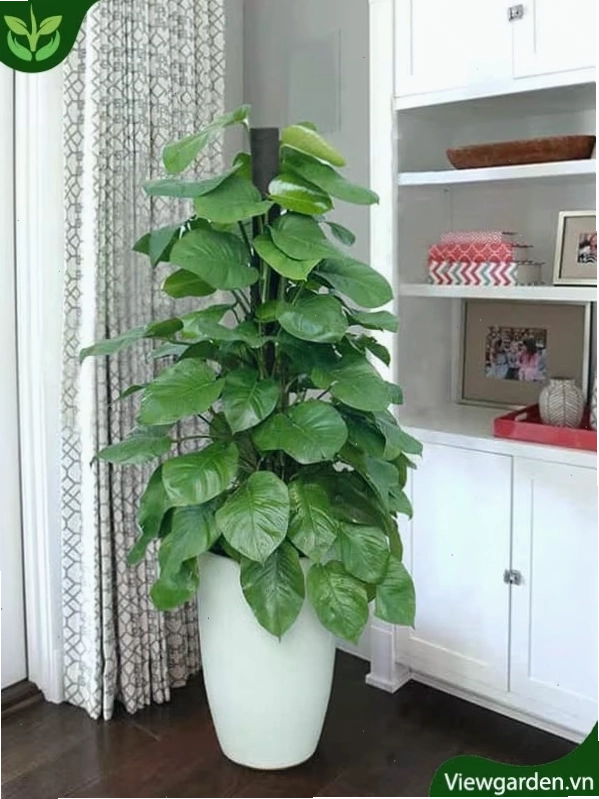 Cây trầu bà leo cột với lá xanh tươi tốt