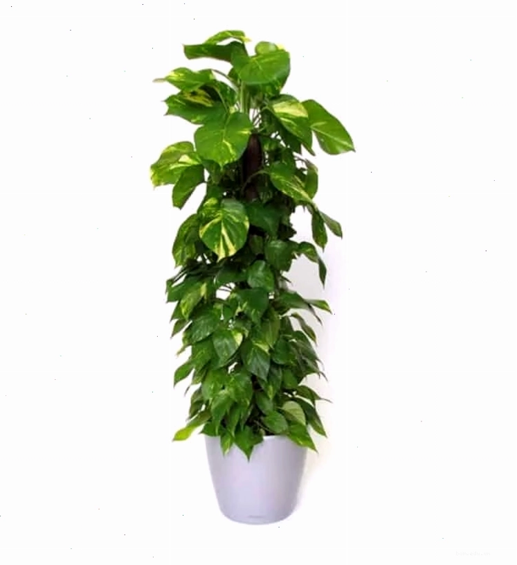 Cây trầu bà treo trên ban công, tạo không gian xanh mát